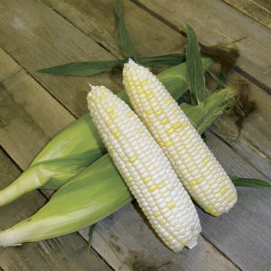 organic white corn