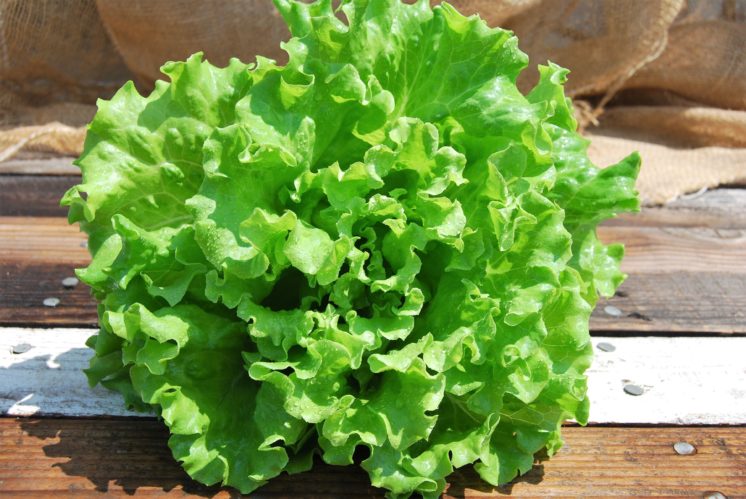 living lettuce
