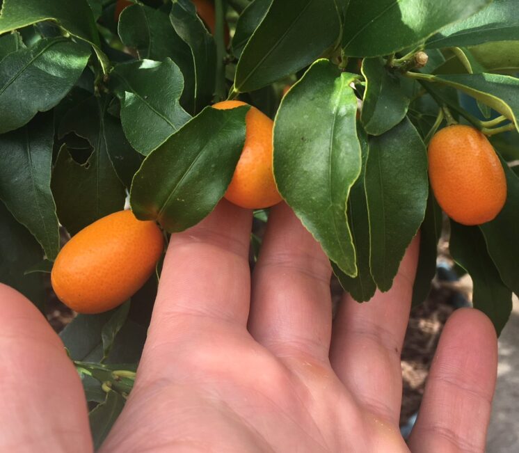 kumquats on the tree