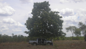 A baruzeiro tree. 