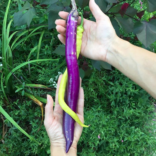 Eggplants come in all different shapes, sizes, and colors. Here' s a Corbaci pepper and a Japanese Pickling eggplant, which seem destined for each other. 