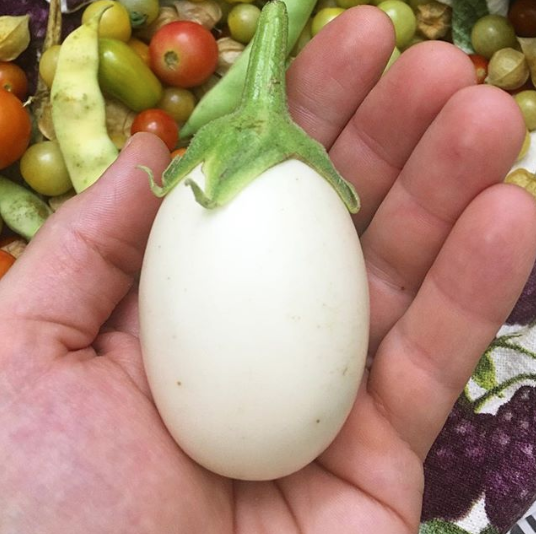 Japanese white eggplants - these are likely very similar in appearance to the eggplant varieties that were first imported into England. It's easy to see how and why "eggplants" earned their name. 