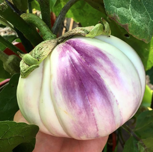 A beautiful (and giant) multi-colored heirloom eggplant. 