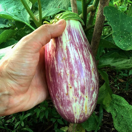 White and purple striped heirloom eggplant. / 5 Ways to use eggplants 