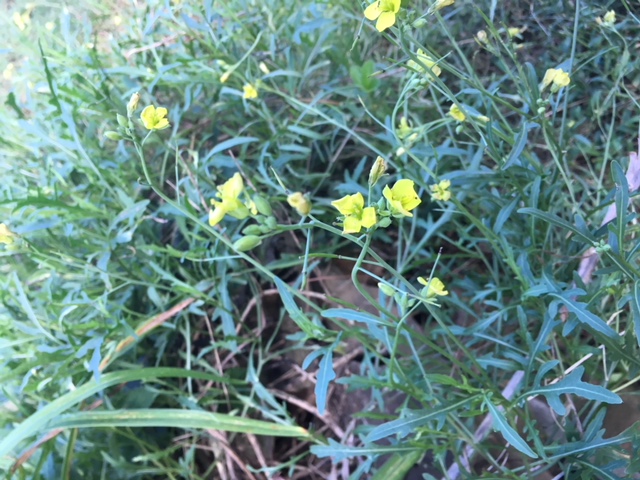 Sylvetta arugula flowers. The flowers and seeds of arugula are also edible; they also pack a spicy punch, like the leaves do. / Why and how to eat arugula 