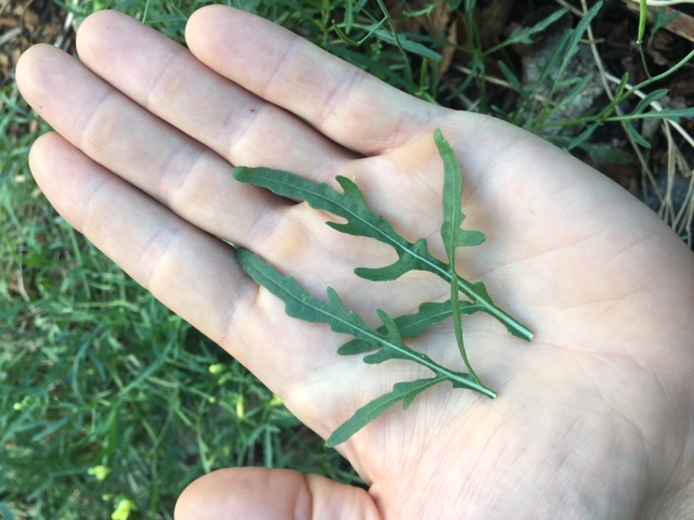 Sylvetta arugula leaves. These are much smaller than the leaves of annual arugula species. | why and how to eat arugula 