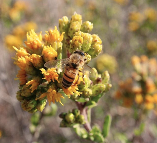 Honeybee foraging California wildflowers. Photo courtesy @mikolichhoney on Instagram. 
