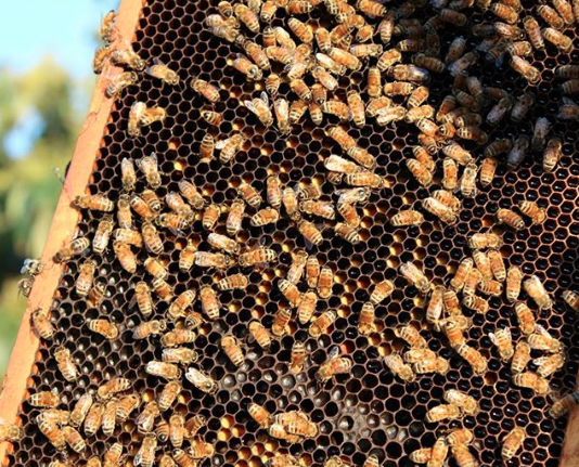 Mikolich Family Honey - honeybees / local honey san diego