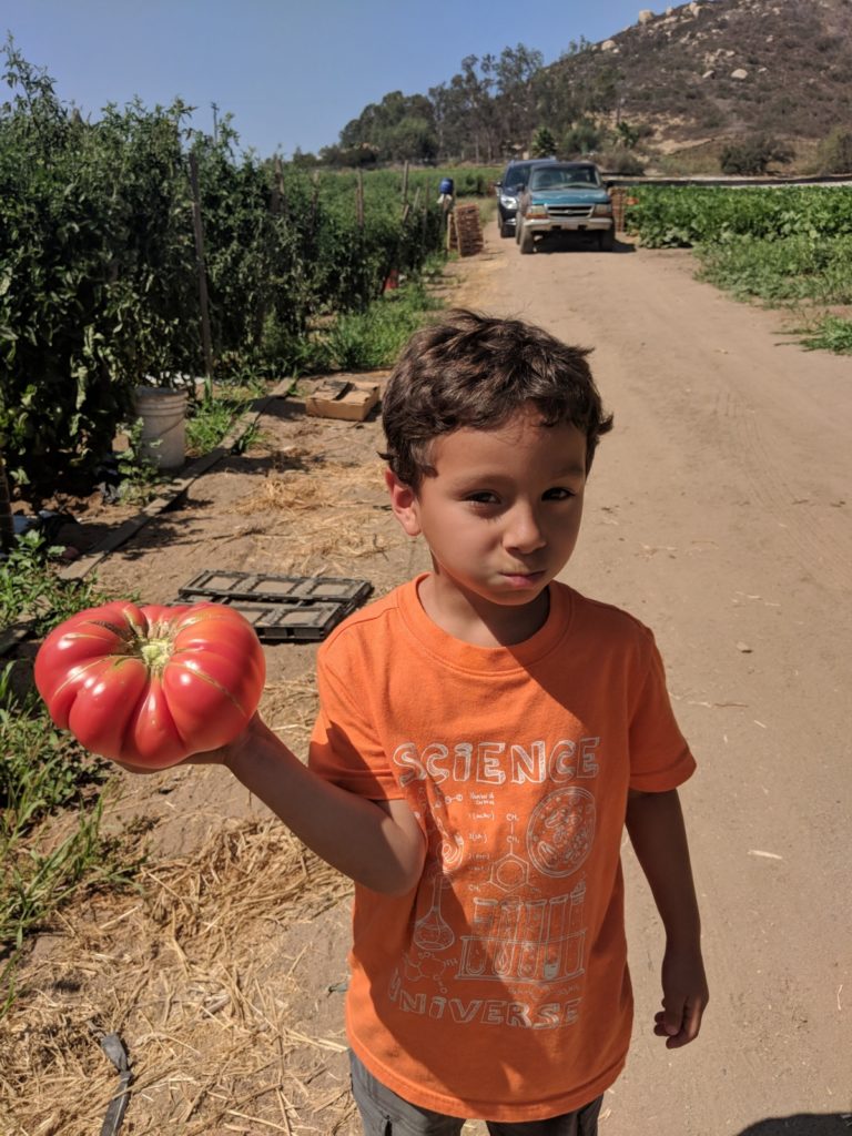 A young scientist and his giant heirloom tomato. 