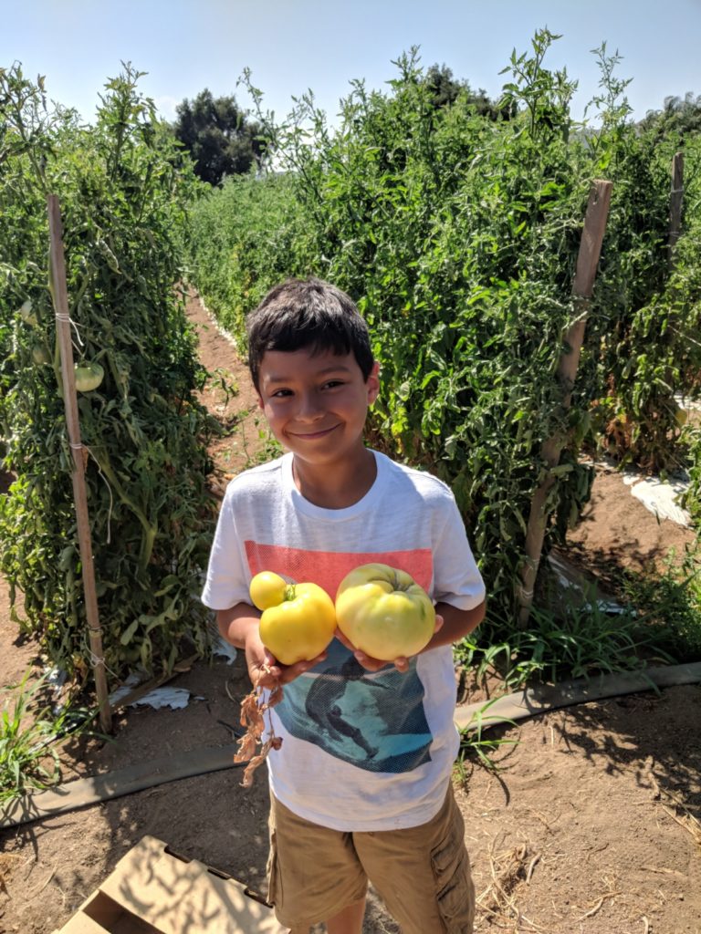 Farm kids help with quality control and new technology at Rivas Farm. 