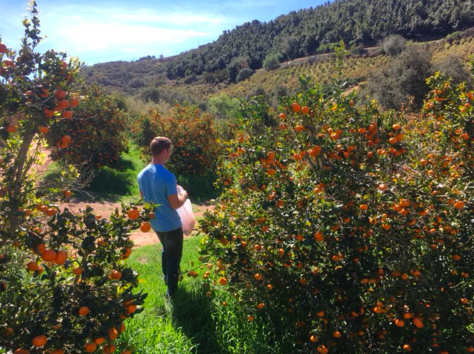 Nick taking a look at the ripe citrus at San Gabriel Ranch. 