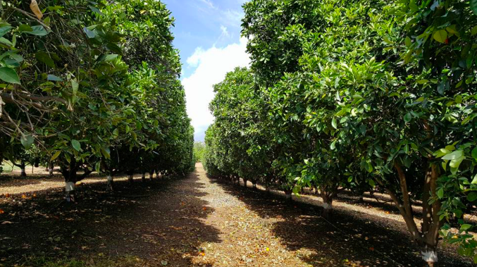 A mature row of fruit trees at San Gabriel Ranch.