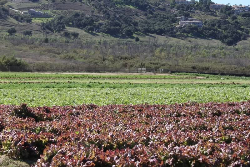 Fields of lettuce at Be Wise Ranch. The increasing frequency and severity of extreme weather events is taking its toll on farmers around the country, not just in California. 