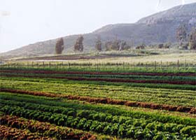 Fields of organic vegetables growing at Be Wise Ranch. Be Wise Ranch has yielded as much produce per acre as conventional farms, despite not using synthetic fertilizers or pesticides. 