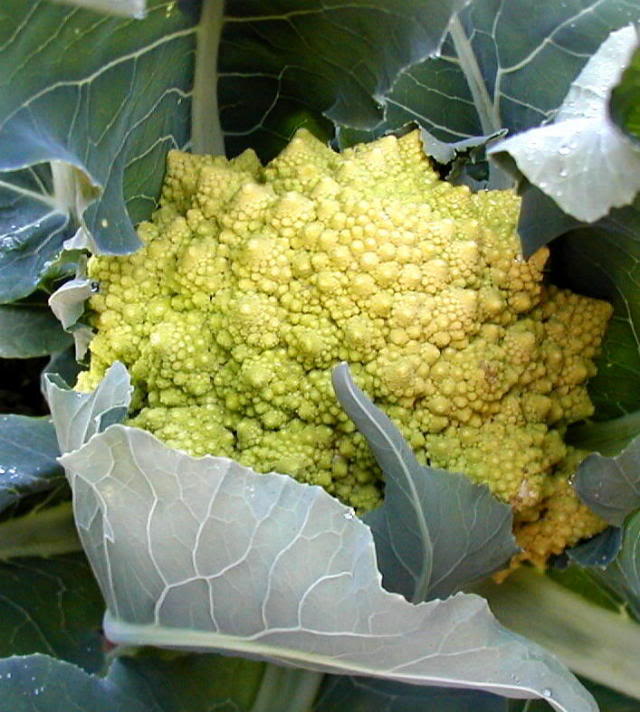 A beautiful Romanesco broccoli from Be Wise Ranch. 