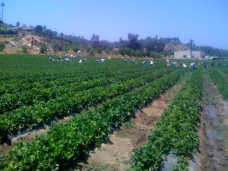 Workers harvesting crops at Be Wise Ranch.