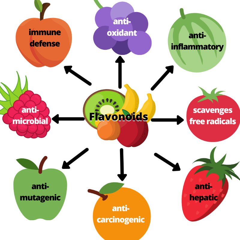 What's so Great About Flavonoids | Daily Harvest Express Blog