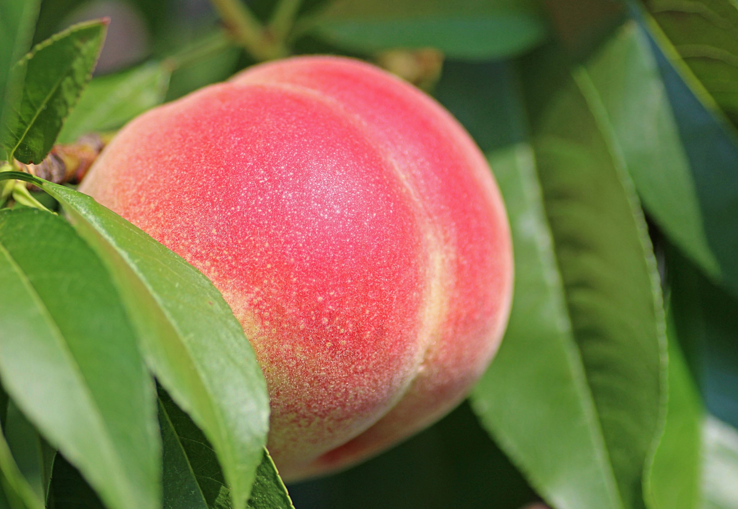 Nectarine vs. Peach: What's the Difference?