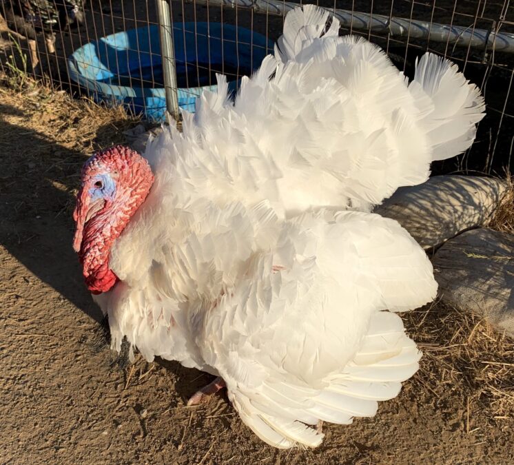 turkey on farm