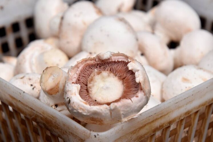 white button mushrooms
