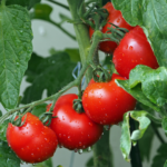 tomatoes originated in south america