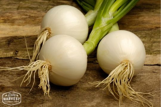 Bulb Onion